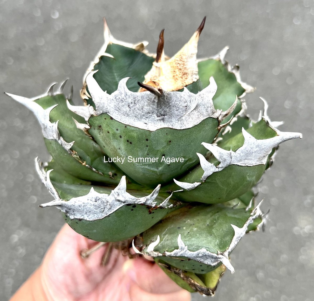アガベ agave titanota チタノタ 『南アフリカダイヤモンド』 | Lucky S