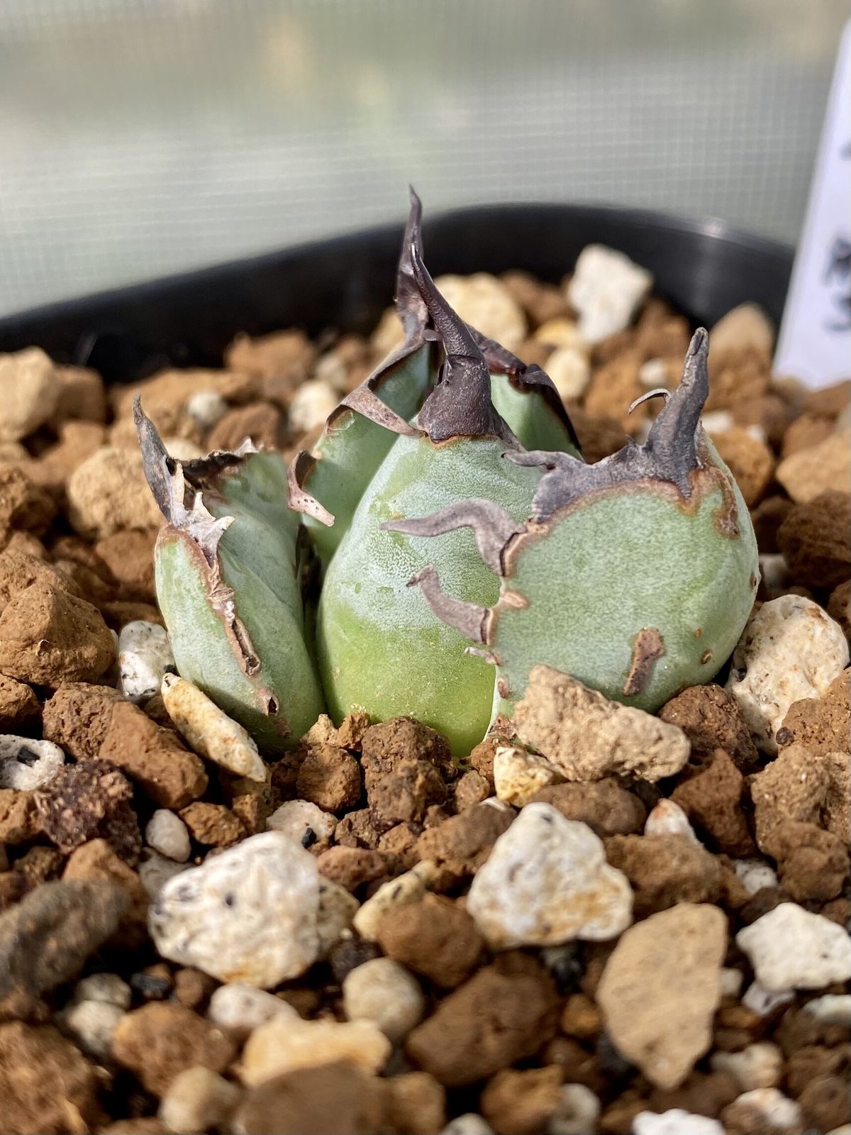 アガベ　agave チタノタ　titanota 螃蟹 カニ　発根済み子株