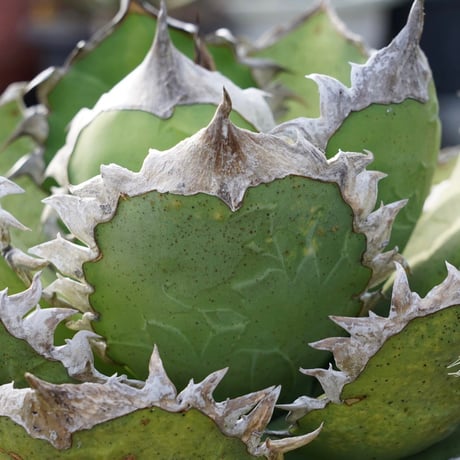 Lucky Summer Agave Lucky Summer Agave