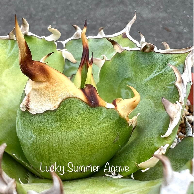 アガベ agave titanota チタノタ『金鯨』 | Lucky Summer Agave アガベ agave titanota チタノタ『金鯨』 | Lucky Summer Agave