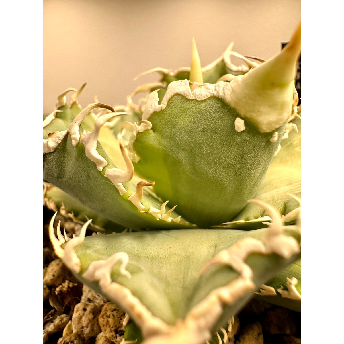 アガベ チタノタ 検)大白鯊、CJspecial、ivory w.a、WTC