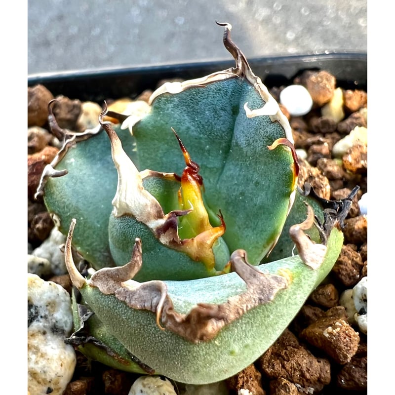 アガベ　鬼爪中株　アガベ　ピカチュウ アガベ鬼爪中株アガベピカチュウ5/26一枚葉焼けあり