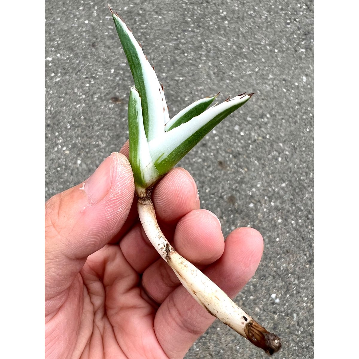 アガベ氷山大株子株付き抜き苗発送 アガベ氷山大株子株付き抜き苗発送