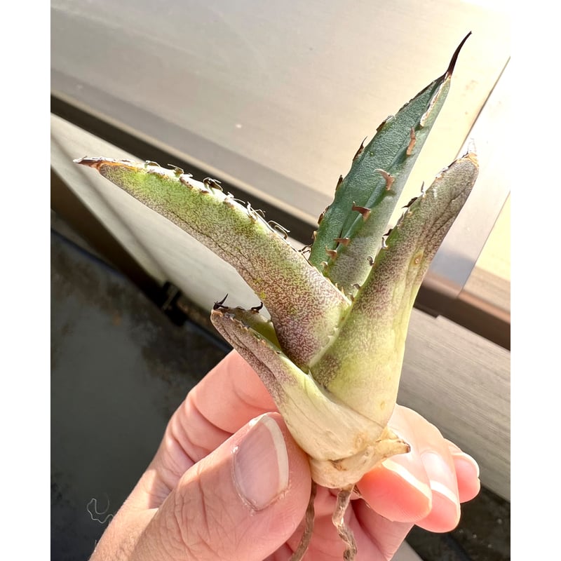 アガベ チタノタ 巧克力之吻 チョコレートキス 【公式通販】