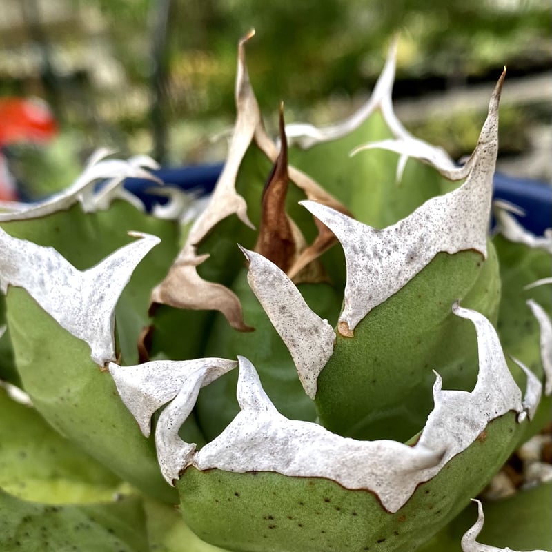 アガベ agave チタノタtitanota 鬼爪 皮卡丘 雪峰 激レア特選株 アガベ agave チタノタtitanota 鬼爪 皮卡丘 雪峰 激レア特選株