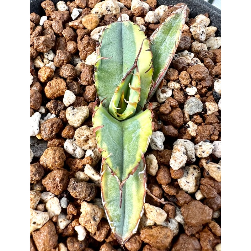 アガベ agave titanota チタノタ『ブルーダイヤモンド 籃球錦 アガベ agave titanota チタノタ『ブルーダイヤモンド 籃球錦