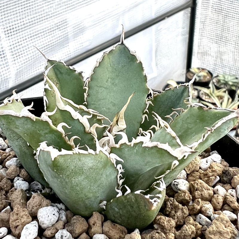 極上フィリグリーアガベチタノタ神美形コンパクト