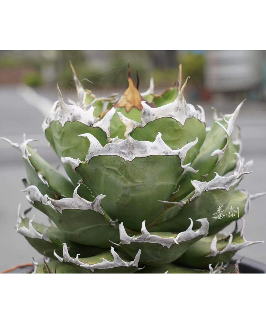 アガベ agave チタノタ titanota 鬼爪 雪峰 発根済み子株