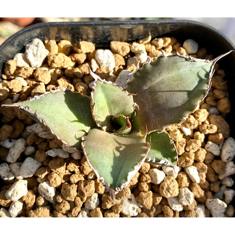アガベ agave チタノタ titanota 鯊魚劍 シャークソード | Lucky アガベ agave チタノタ titanota 鯊魚劍 シャークソード | Lucky