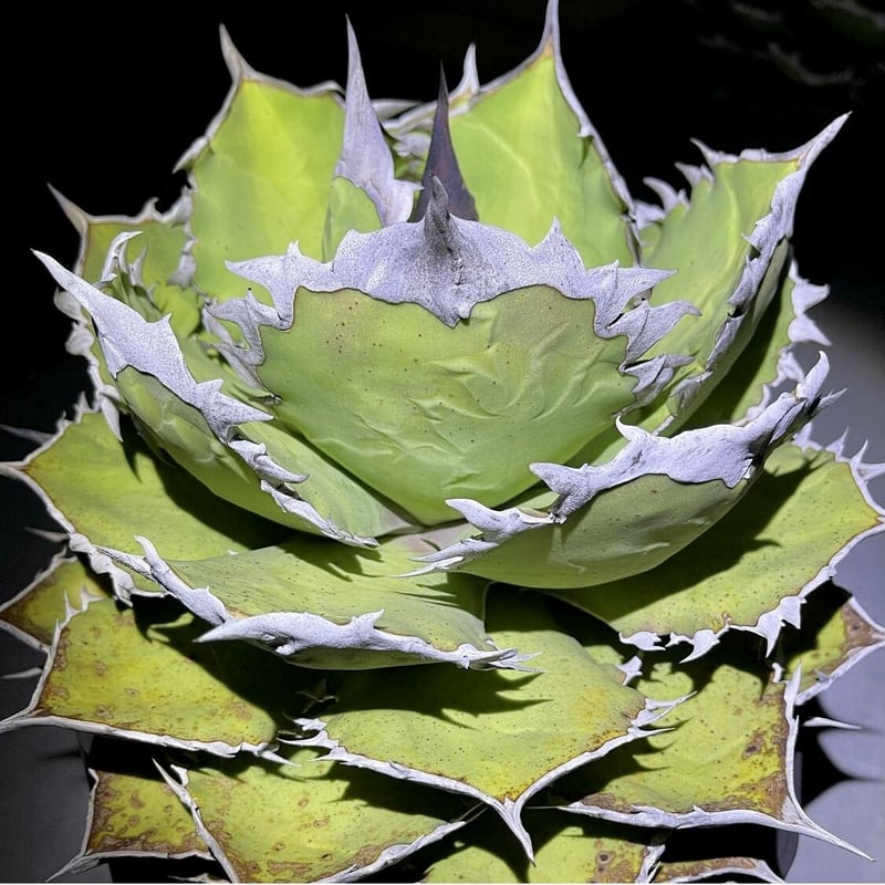 アガベ agave チタノタ 鯊魚劍 厳選美株 | Lucky Summer Agave