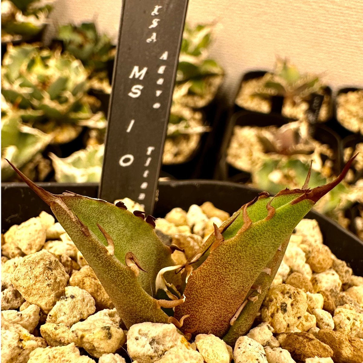 アガベ Mesmerizing Spines-NB ブツブツ 毒刺（子株） Yahoo