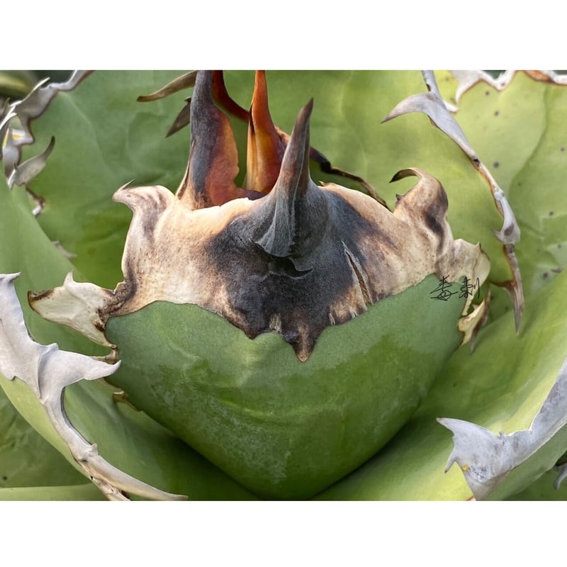 アガベ『キングアーサー』 激レア 最高極厚刺 | Lucky Summer Agave