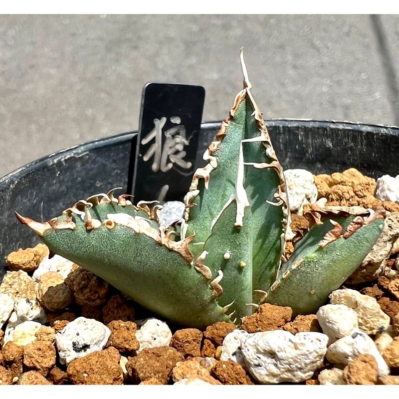 Agave Titanota 狼人　アガベ　チタノタ