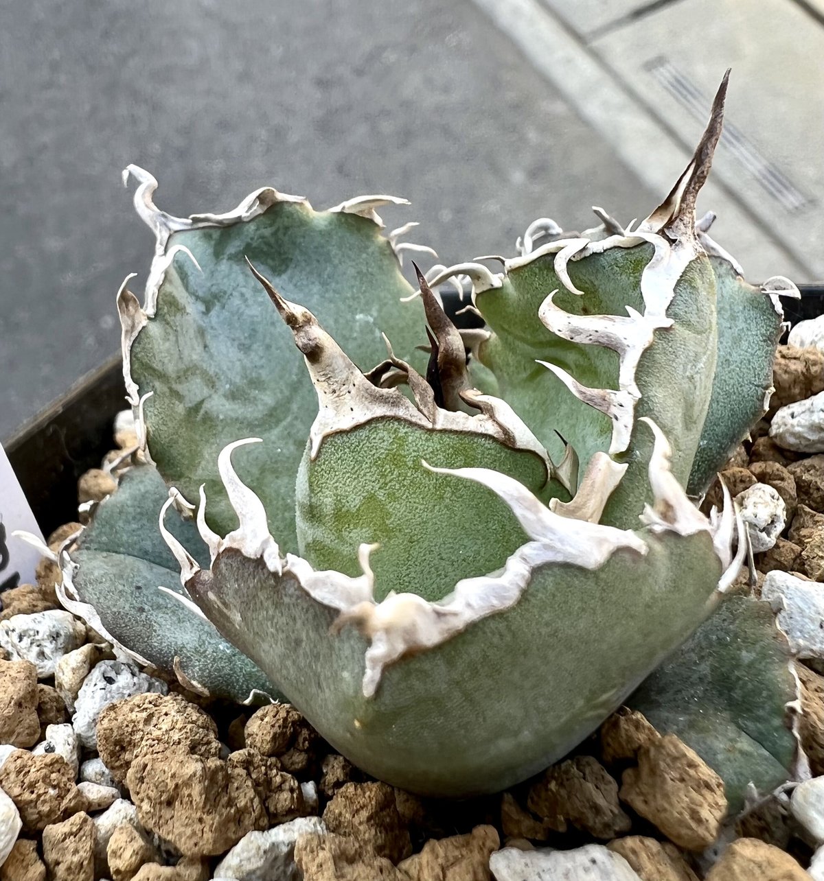 アガベ チタノタ シーザー 胴切り子株 Agave Titanota アガベ チタノタ シーザー 胴切り子株 Agave Titanota