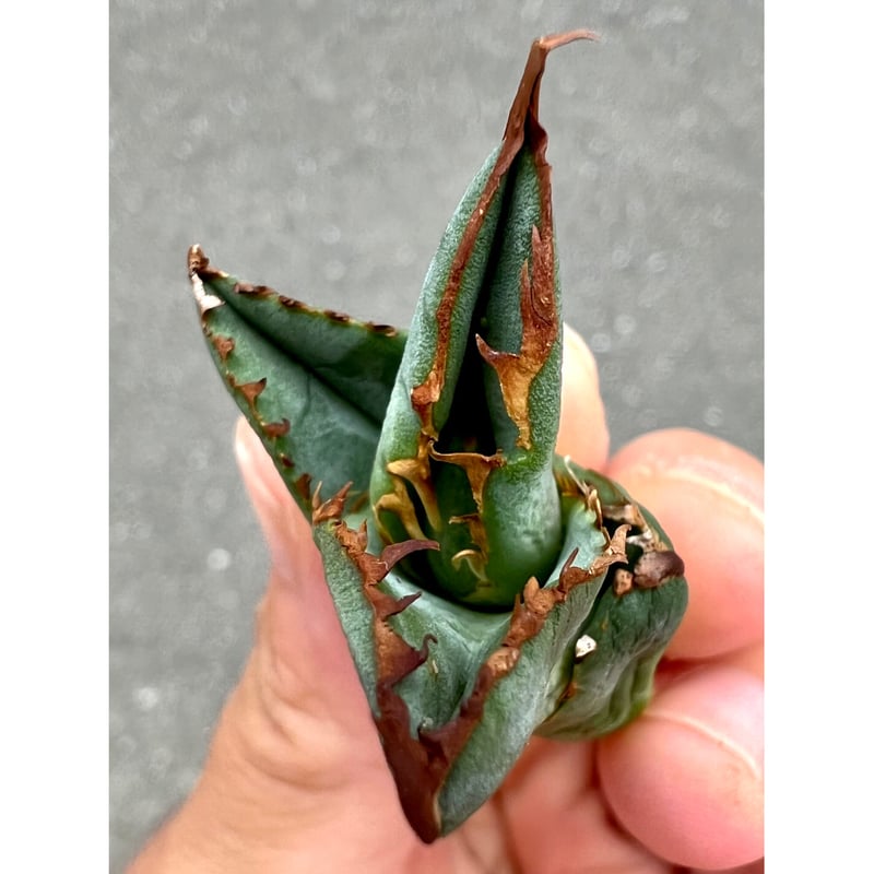 アガベ agave titanota チタノタ『巧克力之吻 チョコレートの アガベ agave titanota チタノタ『巧克力之吻 チョコレートの