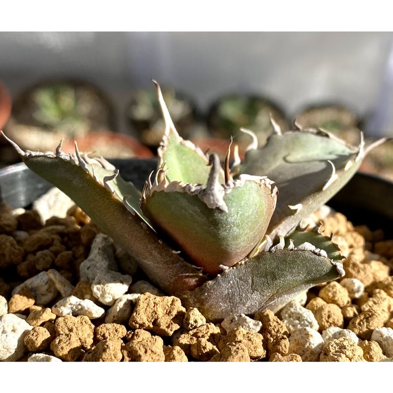 アガベ agave チタノタ titanota 鯊魚劍 シャークソード | Lucky アガベ agave チタノタ titanota 鯊魚劍 シャークソード | Lucky