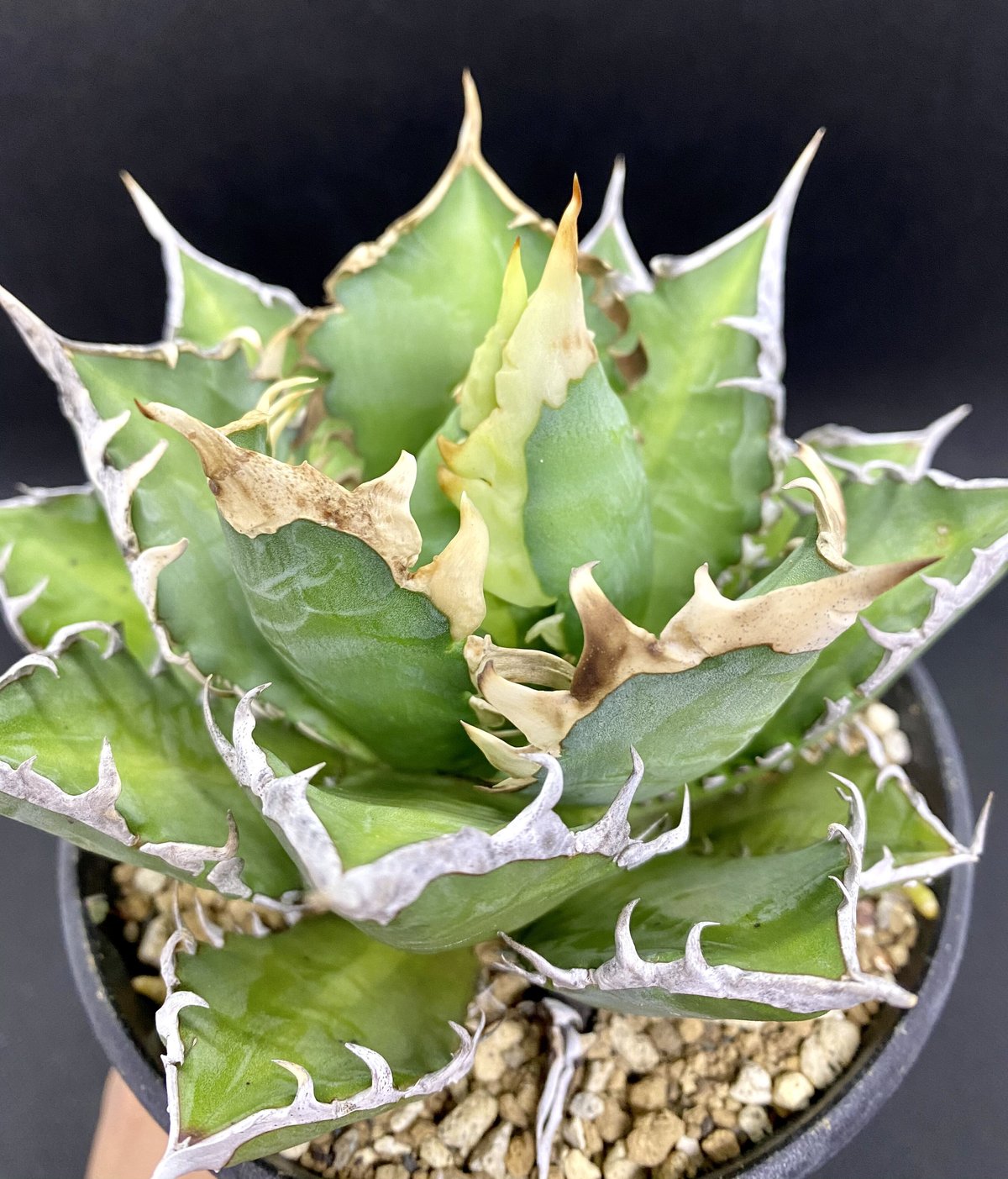 アガベ チタノタ agave titanota レッドキャットウィーズル 紅猫 選抜 ...