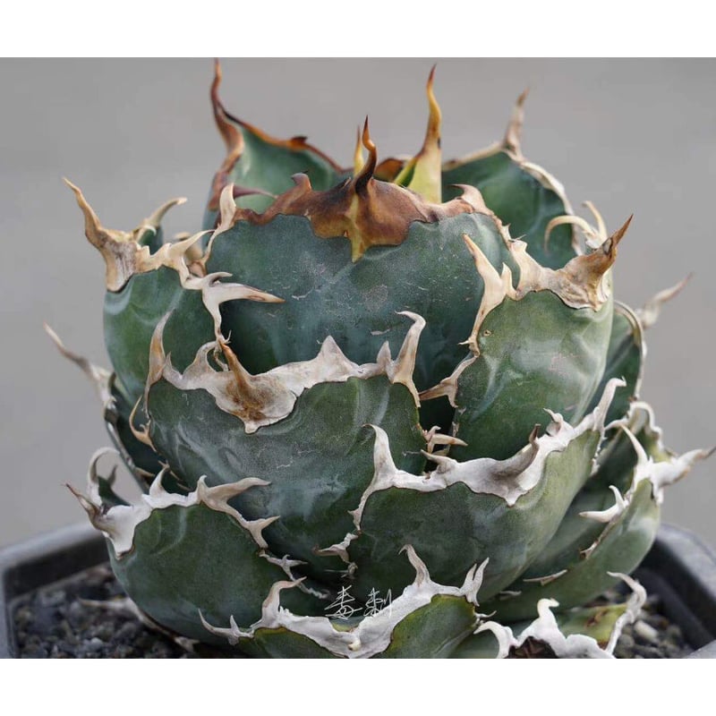 AGAVE titanota アガベ チタノタ 厳龍牡丹②