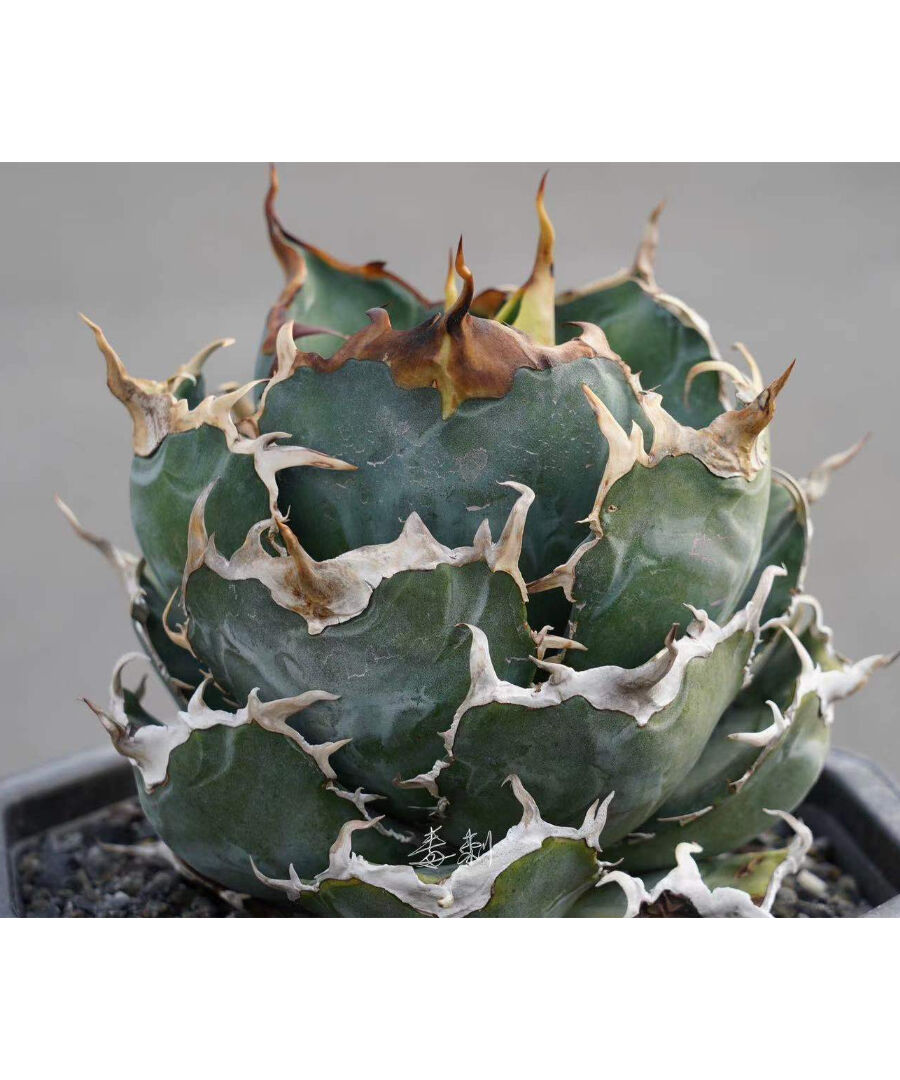 希少血統 アガベ チタノタ 白鯨 牡丹葉