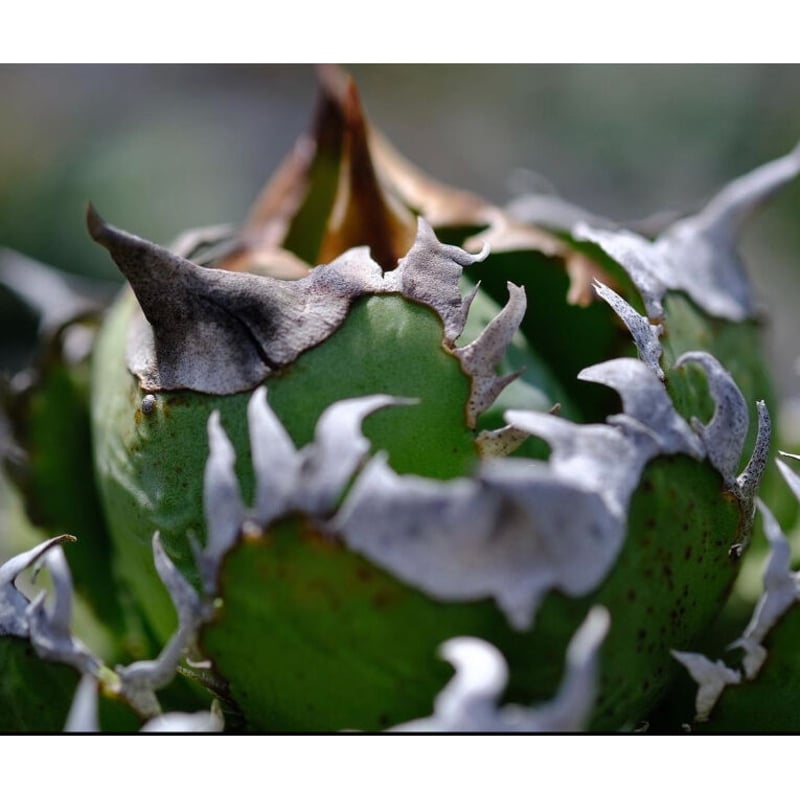 Agave Titanota 皇冠 lize血統 アガベ チタノタ クラウン ① 【公式通販】