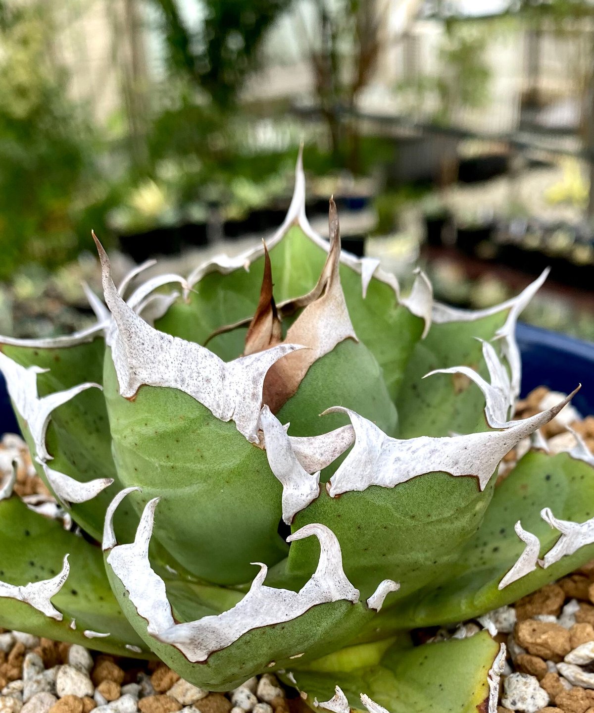 アガベ チタノタ 鬼爪 （雪峰・皮卡丘） アガベ・チタノタ「鬼爪