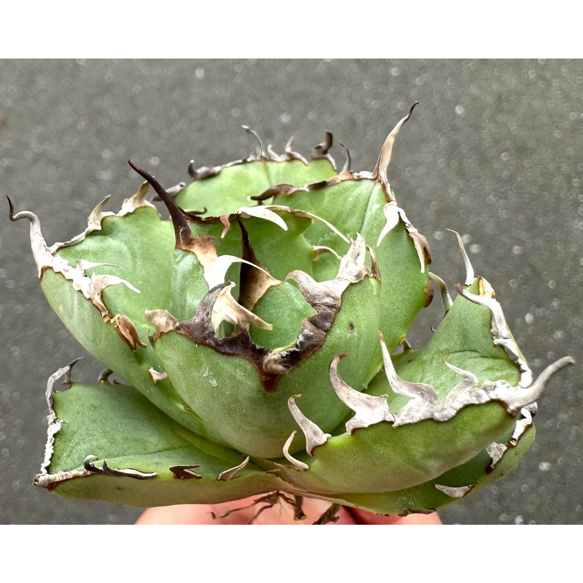 ボール型美形【中株】アガベチタノタcrab 螃蟹 図鑑 – アガベ チタノタ