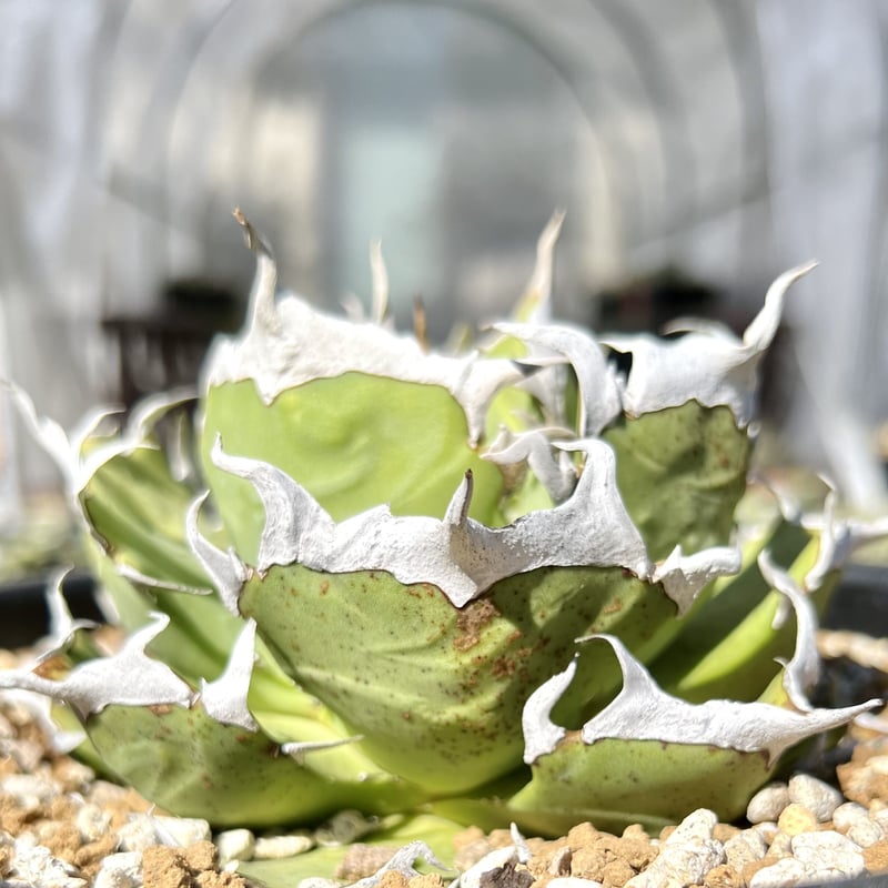 アガベ agave titanota チタノタ『皮卡丘 鬼爪』 発根済み アガベ agave titanota チタノタ『皮卡丘 鬼爪』 発根済み