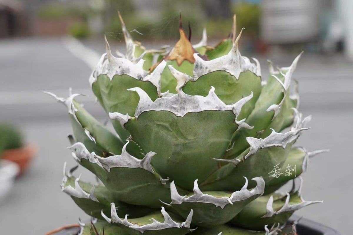 大勧め ハマチョン 鬼爪 雪峰 子株 植物/観葉植物