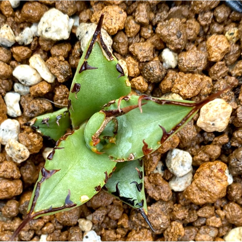 アガベ チタノタ agave titanota 鳳凰 発根済み極上棘子株 アガベ チタノタ agave titanota 鳳凰 発根済み極上棘子株