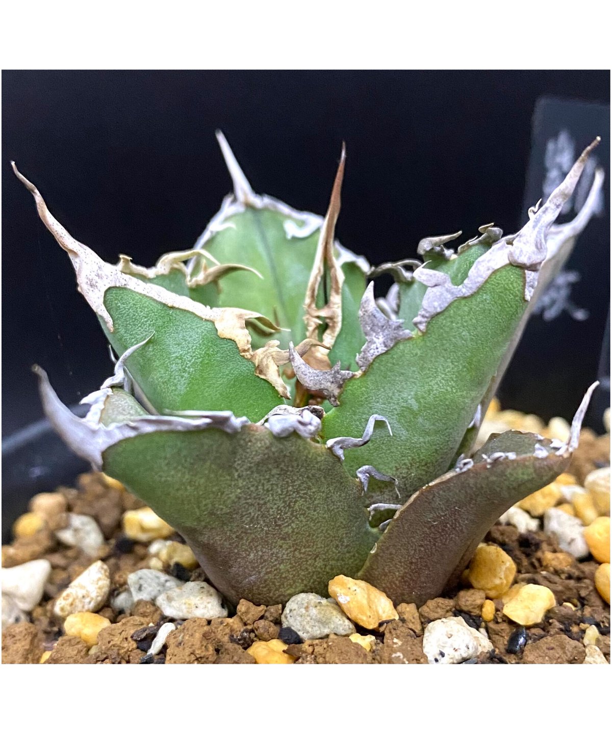 アガベ agave シーザー 凱撒 特選 | Lucky Summer Agave