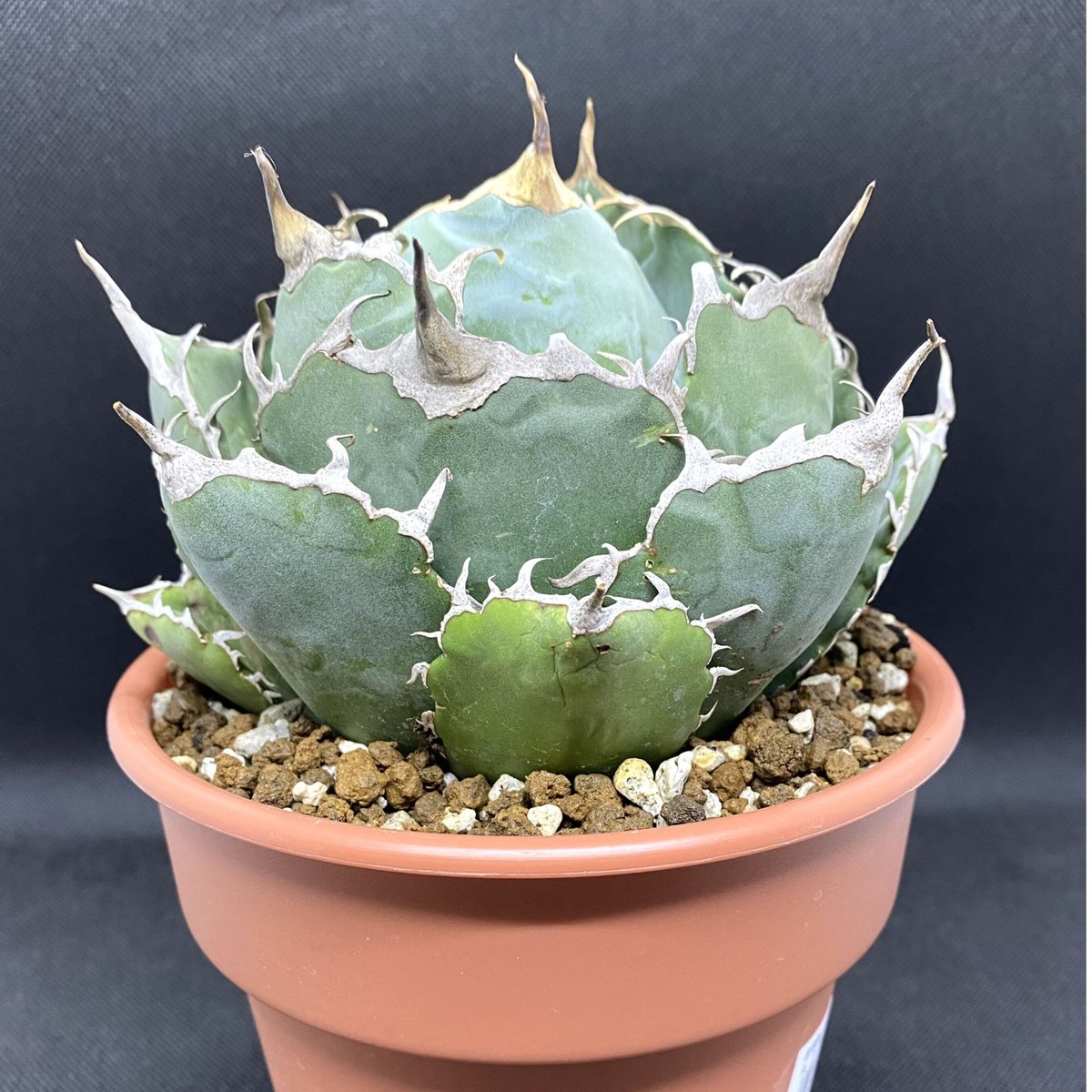 Y599 アガベ　agave チタノタ 白鯨 極上株