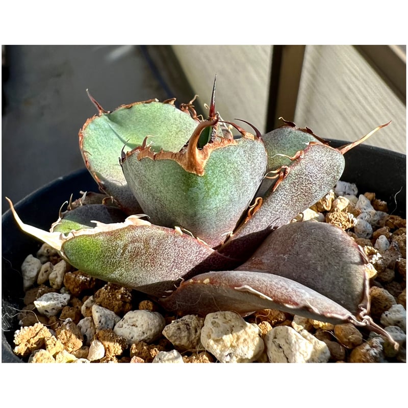 大株❗️アガベ　チタノタ　黒豹　ブラックパンサー アガベ・チタノタ 黒豹（芽）-029｜agave titanota black panther