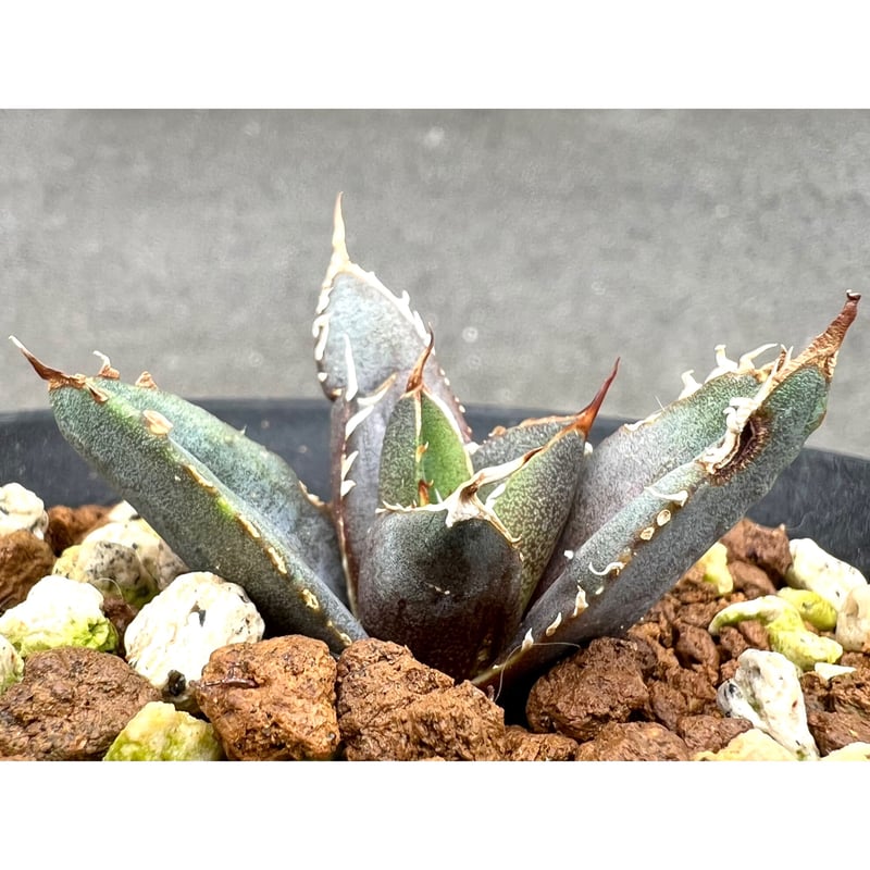 アガベ agave titanota チタノタ『海王』 発根済み極上狂棘美株 アガベ agave titanota チタノタ『海王』 発根済み極上狂棘美株