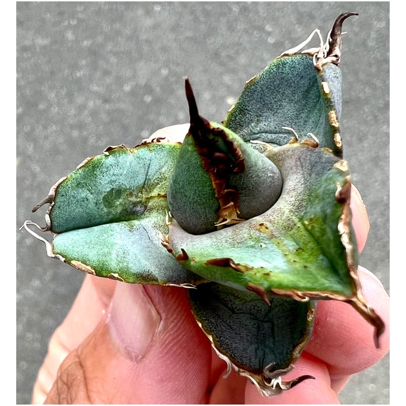 アガベ agave titanota 管理番号『Mesmerizing Spines- A アガベ agave titanota 管理番号『Mesmerizing Spines- A
