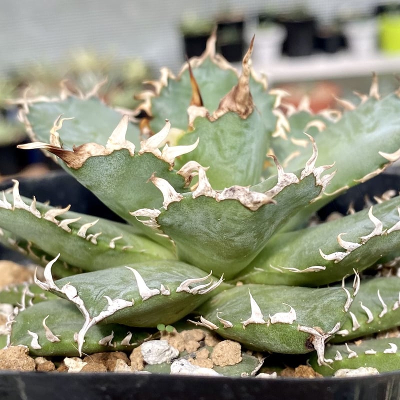 フラワー・ガーデニング多肉植物アガベ チタノタ フィリグリー 圓葉