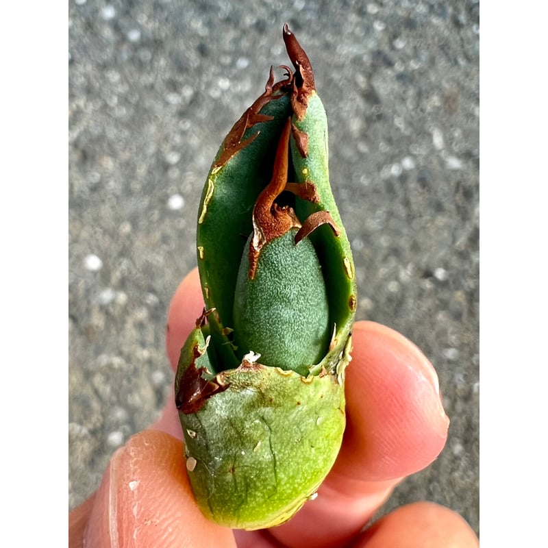 アガベ agave titanota チタノタ 高級品種『白犀牛』 本物 | Lucky S