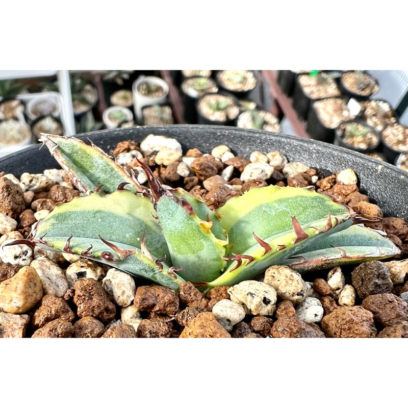 アガベ agave titanota チタノタ『ブルーダイヤモンド 籃球錦 アガベ agave titanota チタノタ『ブルーダイヤモンド 籃球錦