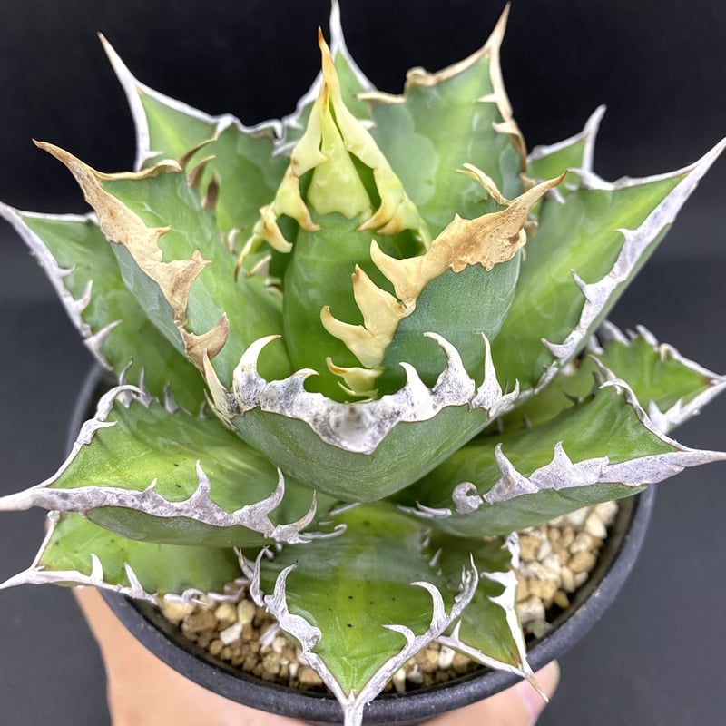 アガベ チタノタ agave titanota レッドキャットウィーズル 紅猫 アガベ チタノタ agave titanota レッドキャットウィーズル 紅猫