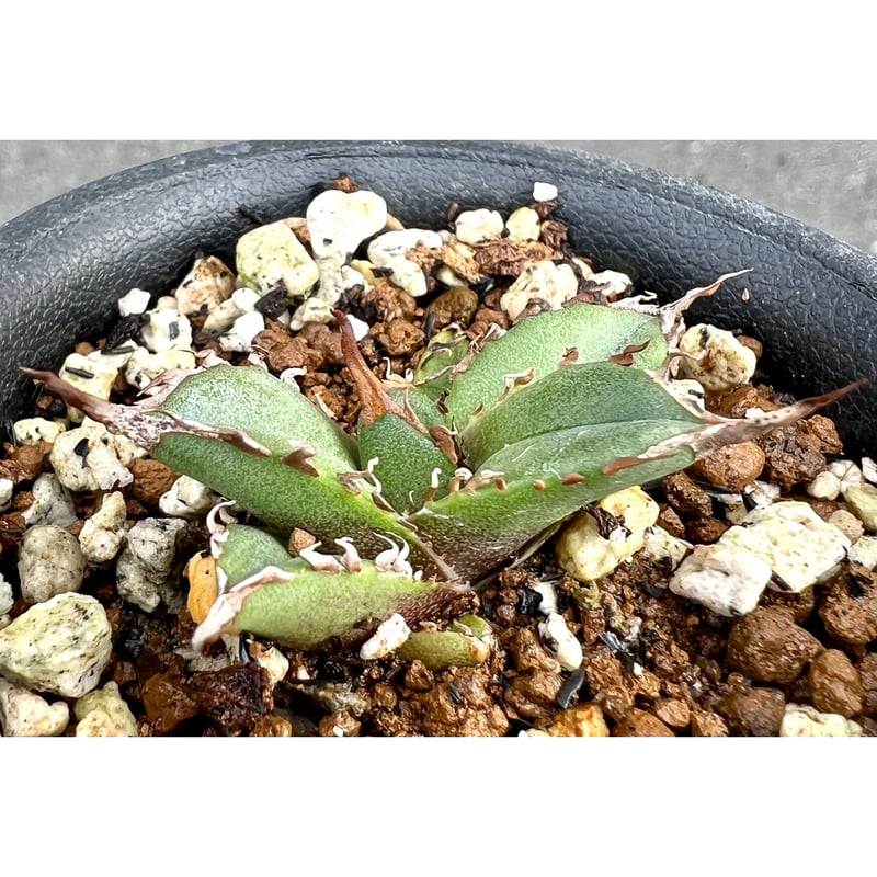 アガベ agave titanota チタノタ『緑犀牛』 | Lucky Summer Agave アガベ agave titanota チタノタ『緑犀牛』 | Lucky Summer Agave