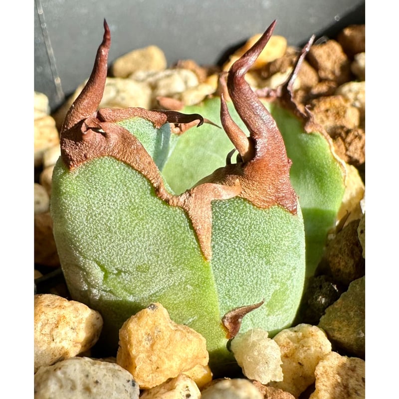 アガベ agave titanota チタノタ『白犀牛』超極上コレクション株