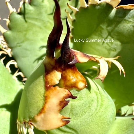 Lucky Summer Agave様オーダー対応 lucky summer agave | BEAT GARDEN 〜Agave育成研究所〜