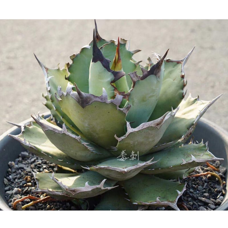 アガベ agave チタノタ titanota『鳳凰』 | Lucky Summer Agave アガベ agave チタノタ titanota『鳳凰』 | Lucky Summer Agave
