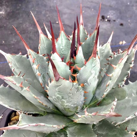 Lucky Summer Agave様オーダー対応 lucky summer agave | BEAT GARDEN 〜Agave育成研究所〜