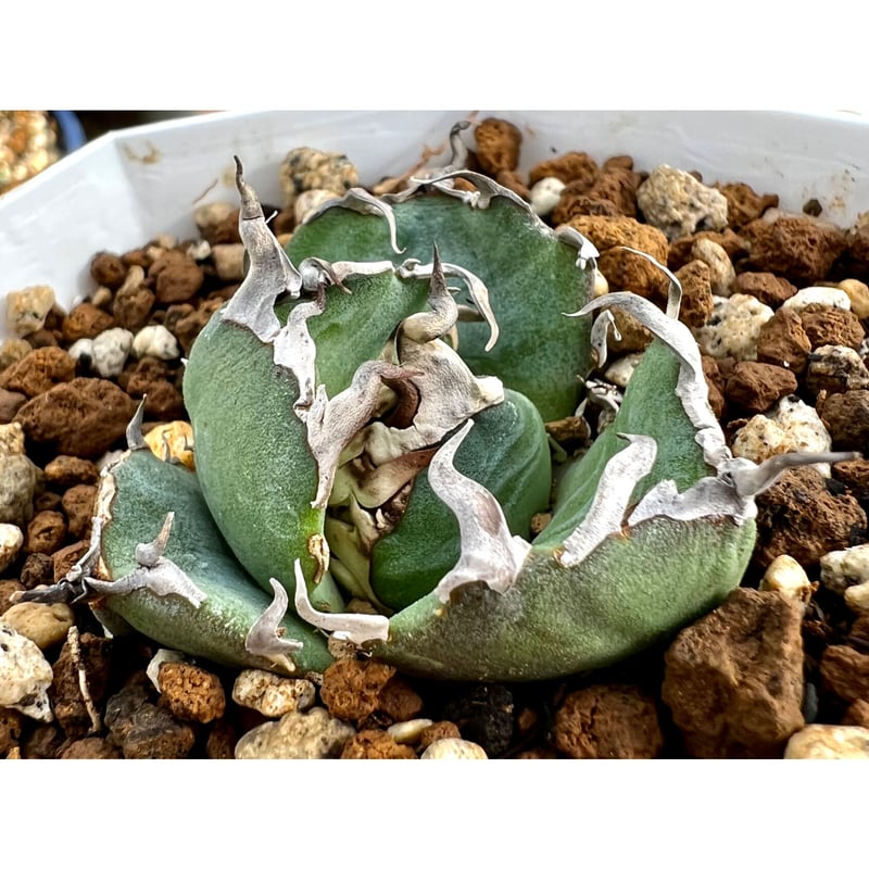 アガベ agave titanota チタノタ FO-076 実生狂棘強棘特選株 