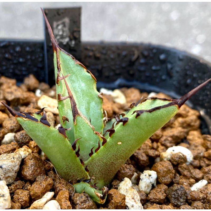アガベ チタノタ agave titanota 鳳凰 発根済み極上棘子株 アガベ チタノタ agave titanota 鳳凰 発根済み極上棘子株