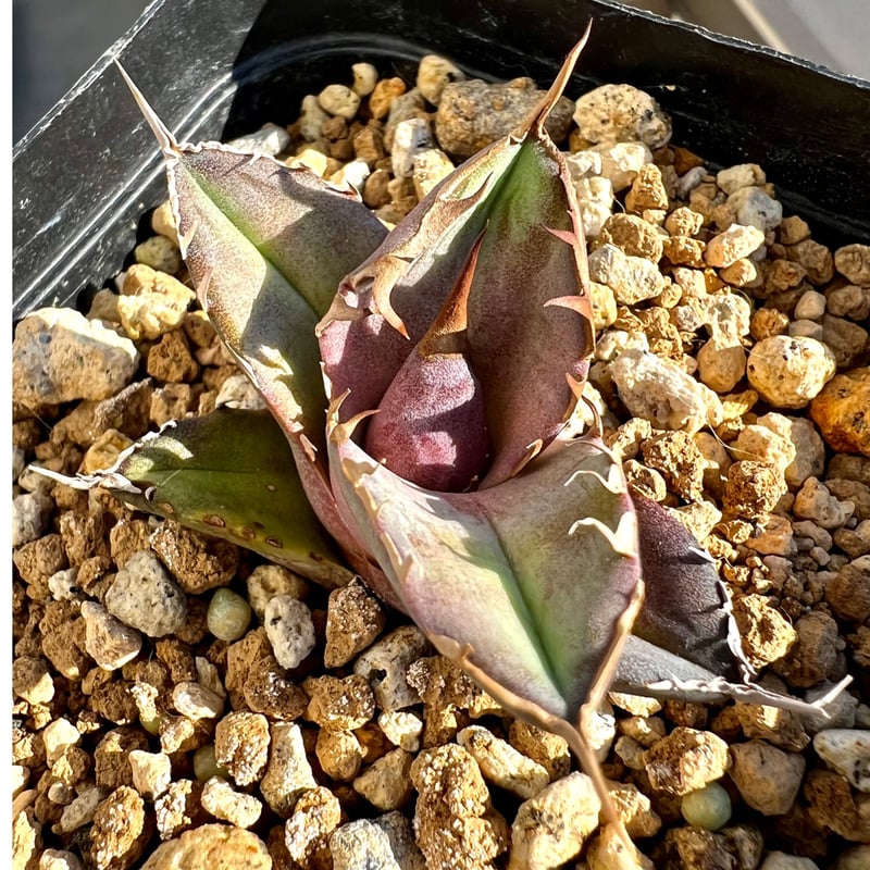 アガベ agave titanota チタノタ『白犀牛』超極上コレクション株 アガベ agave titanota チタノタ『白犀牛』超極上コレクション株