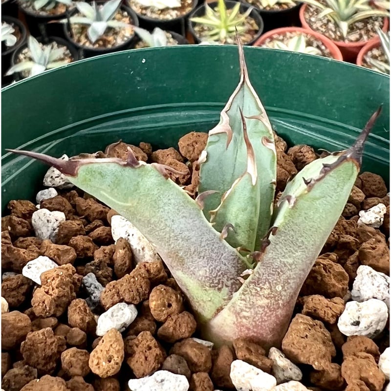 アガベ チタノタ agave titanota 鳳凰 極上棘子株 | Lucky Summe...