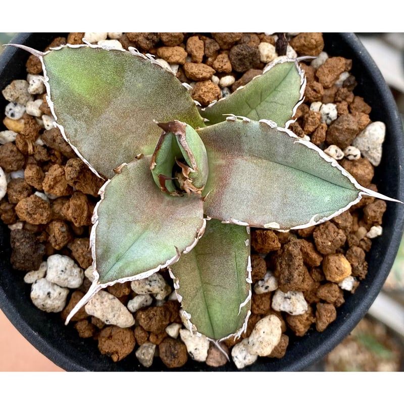 アガベ agave チタノタ 鯊魚劍 厳選美株 | Lucky Summer Agave