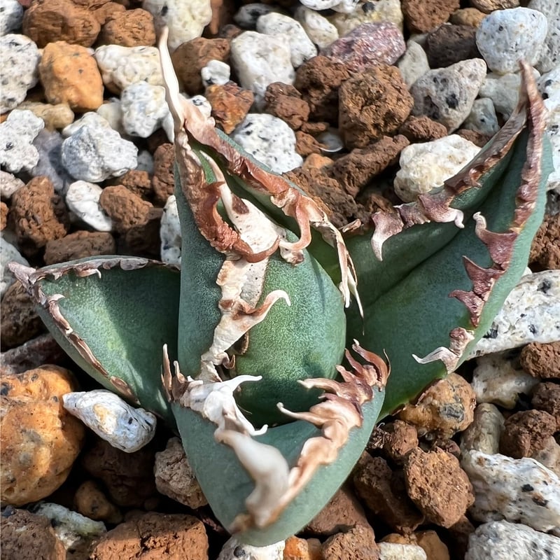 アガベ agave titanota チタノタ『狼人』超極上コレクション株