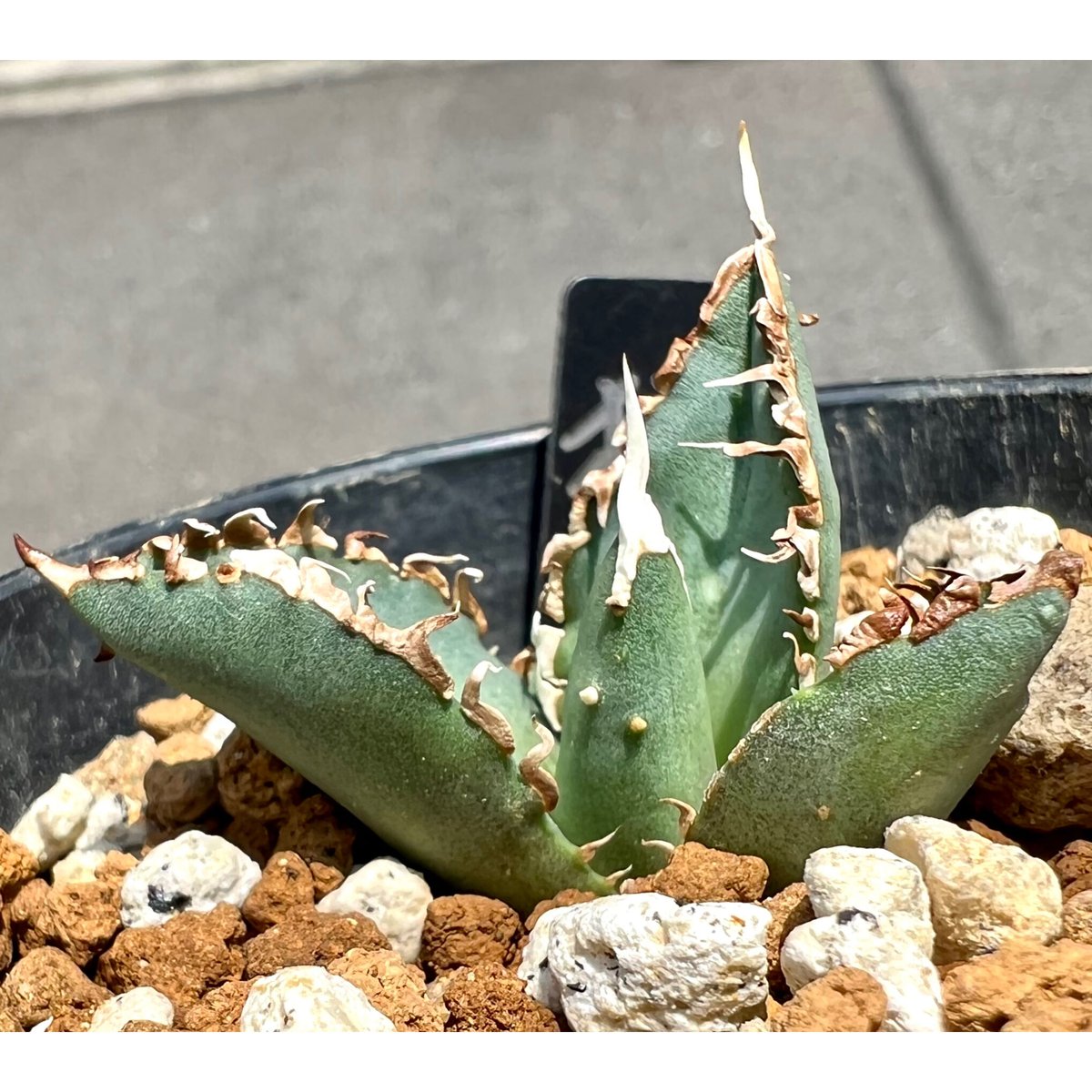 大切な人へのギフト探し Agave Titanota 狼人 アガベ チタノタ 植物